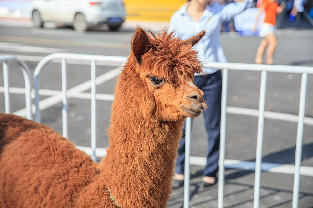 【車(chē)展第一天】遇到那個(gè)TA，放棄蘋(píng)果8......